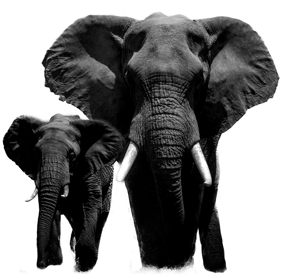 Two elephants walking side by side, a young one beside a large bull